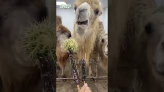 Camellos comen CACTUS 🐫🌵 camellos comiendo cactus [upl. by Ayekehs409]