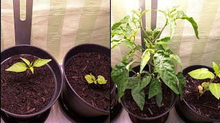 chili habanero growing under plant light 32 days timelapse [upl. by Laird943]