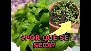 ¿Por qué se seca y MUERE la ALBAHACA 6 ERRORES que se cometen al cultivar albahaca [upl. by Normandy828]