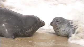 Baby Seal Gets Slammed By Wave [upl. by Kella]