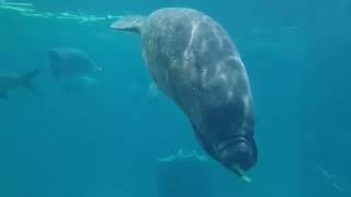 Manatee Singapore River wonders  Aquatic life [upl. by Kcirdnekal]