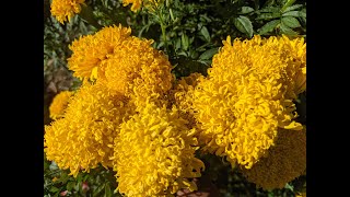 Mission Giant Marigold flowers and seeds  Great pollinator Rare seeds [upl. by Hattie]