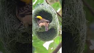 Birds Skill of Making Nest [upl. by Ydnat]