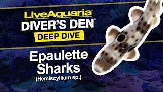 LiveAquaria® Diver’s Den® Deep Dive ORA® captivebred Epaulette Sharks Hemiscyllium ocellatum [upl. by Inirt]