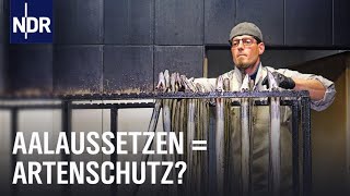 Streit um den Aal Zwischen Aalaussatz und Fangverbot  Doku  NDR  45 Min [upl. by Bui]