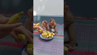 Obediently Susy Bono Sit Quietly Wait Mom To Peel Banana For cute shots [upl. by Bough145]