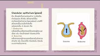 Introduction to anatomy ส่งหลักสูตรวิทยาศาสตร์การแพทย์ มหาวิทยาลัยหัวเฉียวเฉลิมพระเกียรติ [upl. by Par]