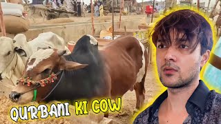 Qurbani Ke Liye Cow Le Li ❤️  Mandi Ka Khoobsurat Janwar 😍 [upl. by Arretahs429]