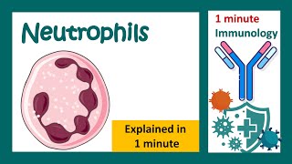 Neutrophils  Function of neutrophils in 1 minute  1 minute immunology  Neutrophils amp bacteria [upl. by Nosille]