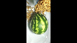 MEALWORMS VS WHOLE WATERMELON TIME LAPSE [upl. by Vern]