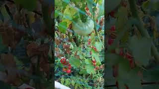 Mosquito Net in Tomatoes [upl. by Cosenza]