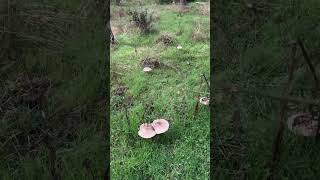 Macrolepiota procrera fungi mushroom naturaleza micelio [upl. by Nnair]