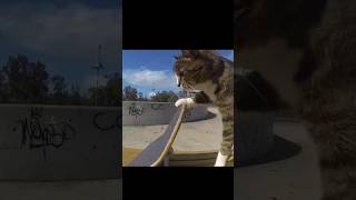 skateboarding cat cat skateboarding cats shorts keşfet keşfetteyiz fyp youtubeshorts [upl. by Idnib]