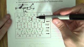 Secondary structure of proteins Beta Sheet [upl. by Atiner]