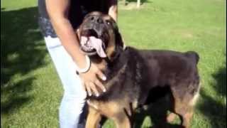 ADOPTE  PAOLO croisé rottweilerberger de 9 ans RP [upl. by Acsot]