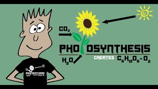 The Photosynthesis Song  Mister C Song 8 [upl. by Yar223]