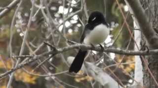 Lazarus Tembo Kola Wagtail Zambia Music [upl. by Etnomaj]