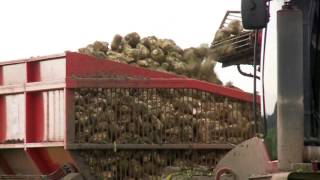 Richard Western Beet Chaser Driven by Ruffles [upl. by Ciapas]