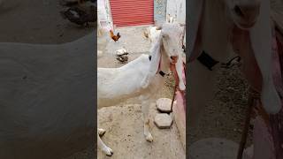 Gulabi rani new video cute song bakraeidmubaraksong goat [upl. by Celinda]