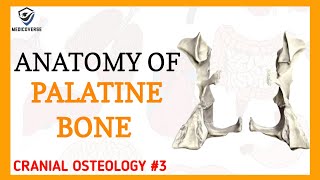 Palatine Bone Anatomy  Cranial osteology 3 [upl. by Older178]