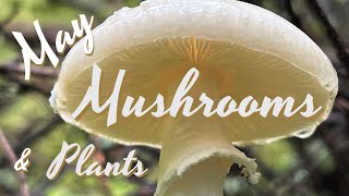 Foraging Mushrooms and Edible amp Medicinal Plants in May [upl. by Lewellen]