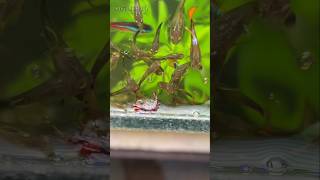 My cherry shrimp diedfishtankvlogfishtankguppymollypetsvlogminizoobirdspetsmanshrimp [upl. by Katusha584]