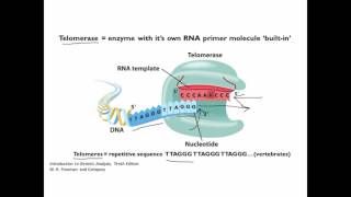 End Replication [upl. by Rimisac]