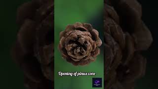 Pinus cone opening biology botany nature gymnospermplantscience plants botanicalscience [upl. by Neelahtak]