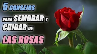 5 CONSEJOS PARA SEMBRAR Y CUIDAR DE LAS ROSAS TODO LO QUE NECESITAS SABER [upl. by Adnov]