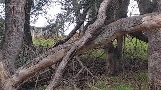 A Short Day Hike in Ancil Hoffman Regional Park Carmichael Ca [upl. by Zicarelli456]