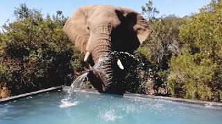 Wild Elephants Splash And Play By Lodge Pool [upl. by Aleciram141]