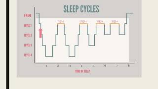 Stages of sleep [upl. by Bullen]