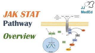 JAKSTAT Signaling Pathway [upl. by Hurwit]