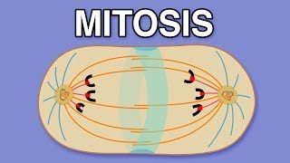 MITOSIS CYTOKINESIS AND THE CELL CYCLE [upl. by Orlena964]