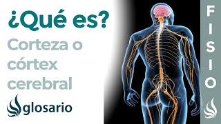 CORTEZA CEREBRAL  Qué es ubicación cómo trabaja partes y función [upl. by Bennett]