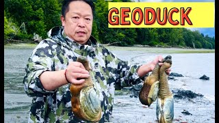 Digging Geoducks in Washington [upl. by Ecertal645]