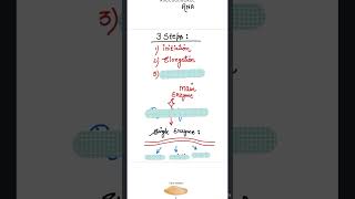 TRANSCRIPTION IN PROKARYOTES  NEET  CBSE  MOLECULAR BASIS OF INHERITANCE [upl. by Sherr]