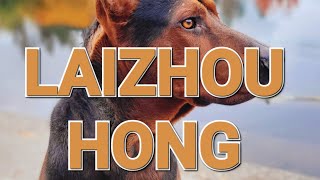 The Laizhou Hong Chinese Red Dog Breed Information [upl. by Marte]