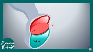 1Embryology section 1 [upl. by Rodman]