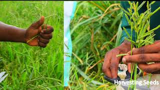 Brachiaria establishment and haymaking in ILRI Nigeria demonstration plots [upl. by Lander]