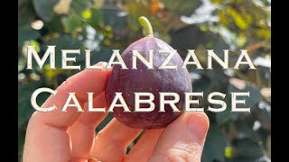 Melanzana Calabrese  A large fig variety that is very productive [upl. by Valli158]