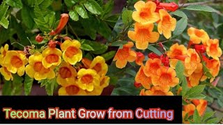 Tecoma Plant Complete Care Tips  Gori Chori Plant ke pure jankari  Wonderfulgarden [upl. by Audley]