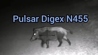 Wild boars filmed with P Digex n455 no shot was taken [upl. by Heathcote]