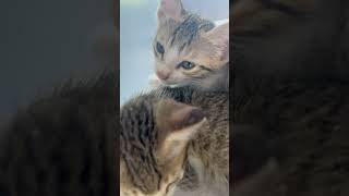 Cute cat wow so sweet catmantoo cat caturday cute catmeo catlover meow kucinglucu [upl. by Ellenwad]