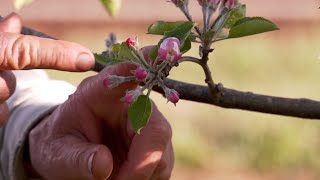 Apple Tree Anatomy  Introduction to Bud Types Formation and Growth [upl. by Utica]