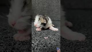 Mom♡♡kiten kitten caturday catmantoo shortsvideo shorts kitten [upl. by Farrell]