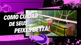 Como cuidar de seus peixes BETTA  Anderson Meneguetti [upl. by Ute]