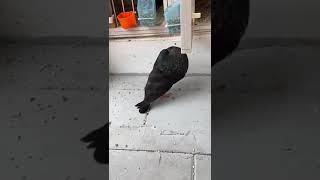 gaditano fancy pigeon watch full video go to check chanel [upl. by Amin]