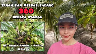 Tanam Kelapa Pandan di ladang boleh untung RM60k70k sebulan  Veves Vlog [upl. by Idna]