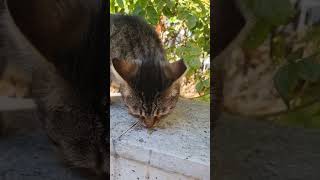 Funny cat videos Eğlenceli kedi videoları Komik kediler Evcil hayvan videoları cat kedi fyp [upl. by Ihsir]